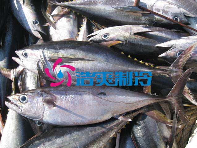 浩爽制冷,海鲜冷冻库
