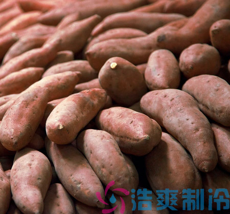 红薯保鲜库