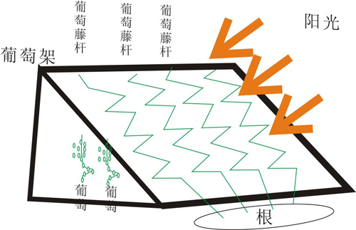 葡萄气调库